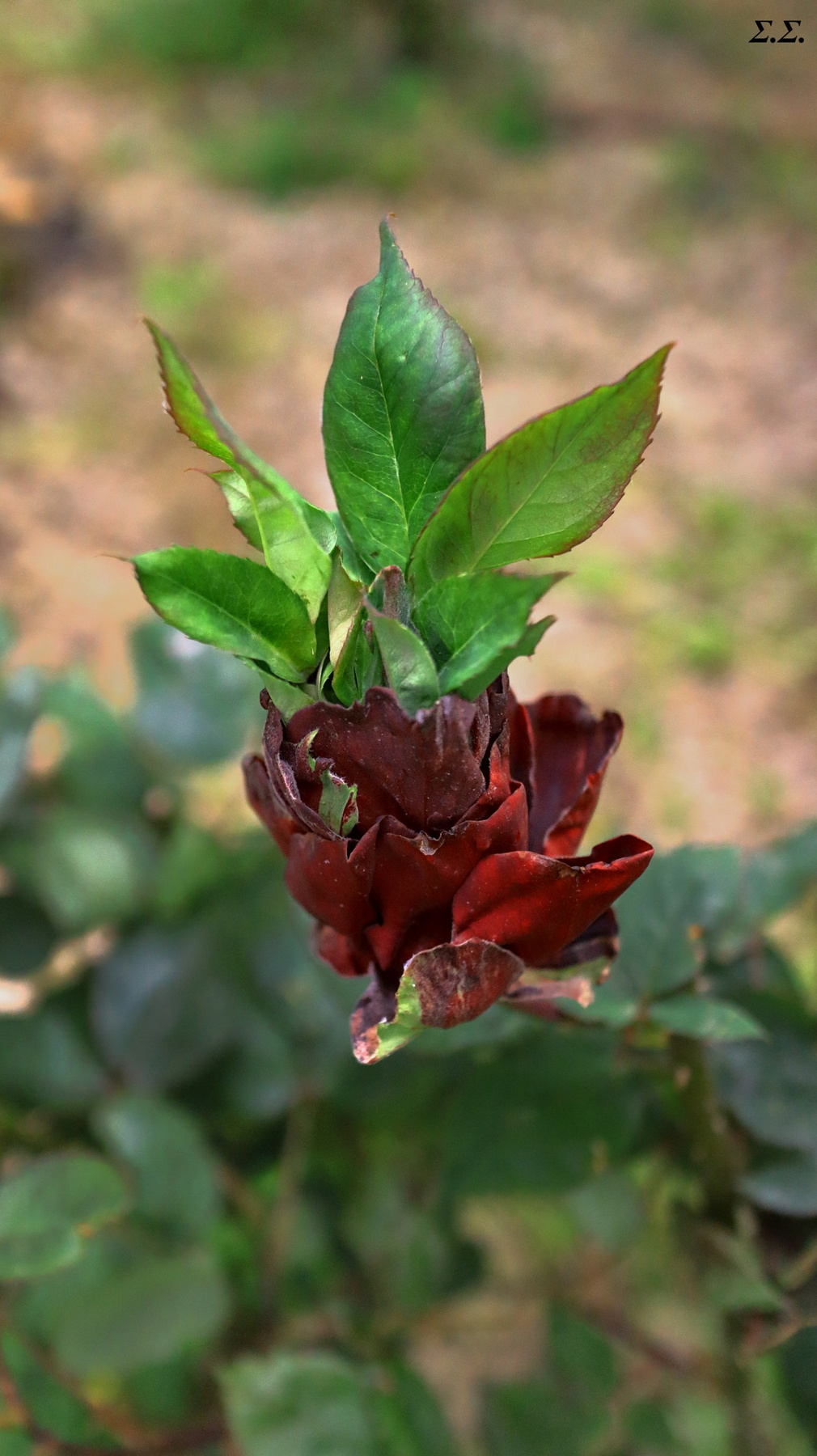 MUTATED OR X-FLOWER a rose which blumes leafs !!!! 
