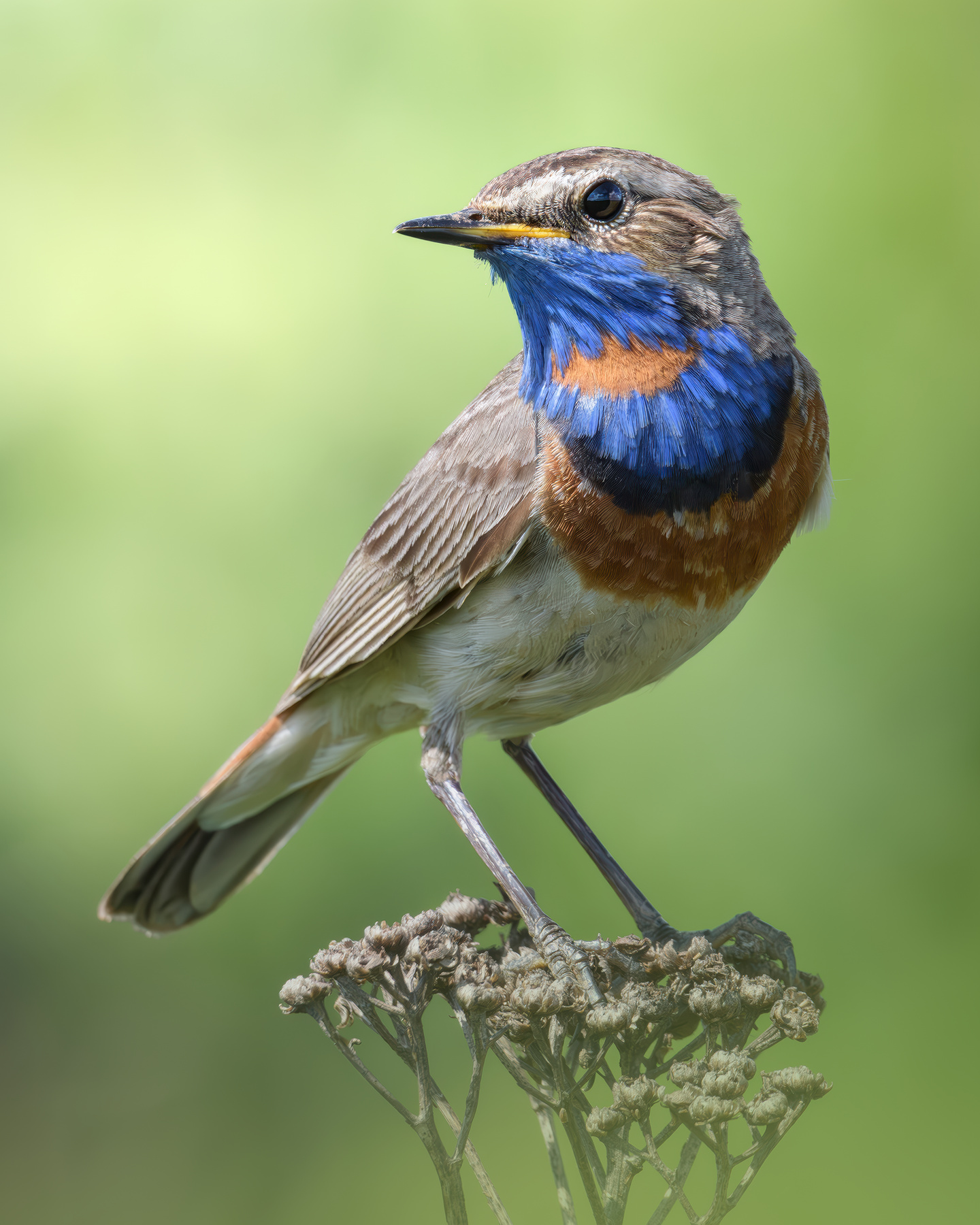 Варакушка (Luscinia svecica) 