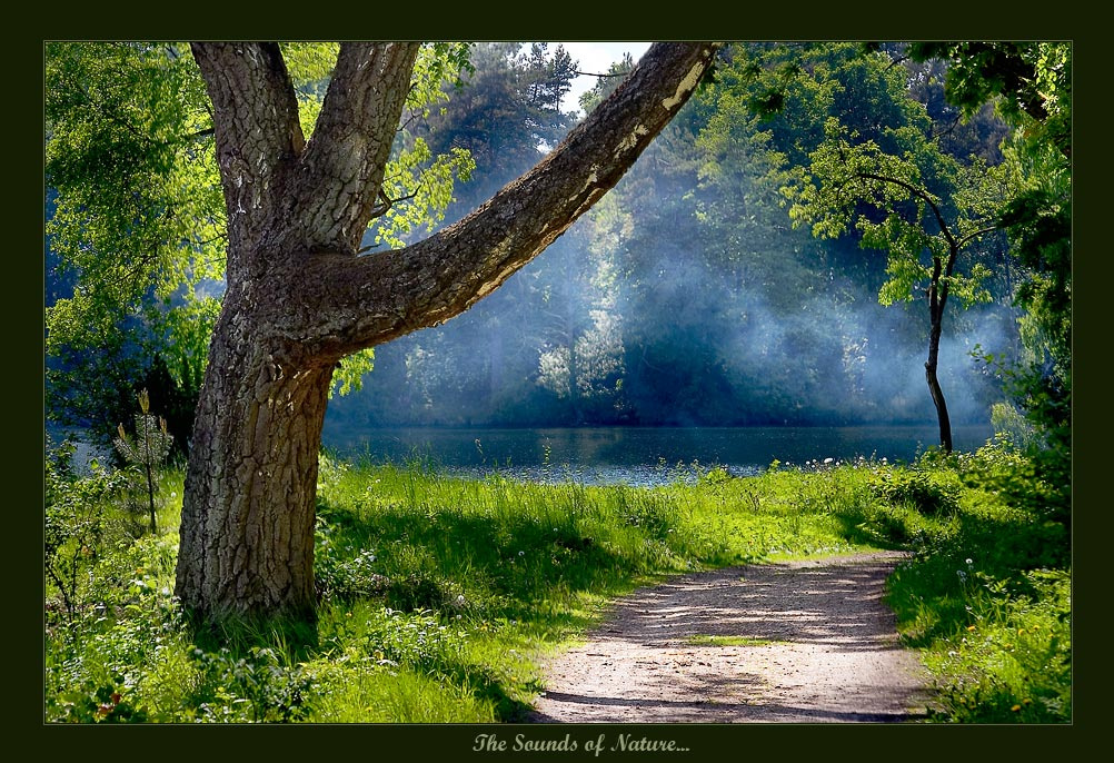~ The Sounds of Nature ~ 