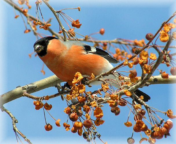 Снегирь в яблоках  снегирь bullfinch