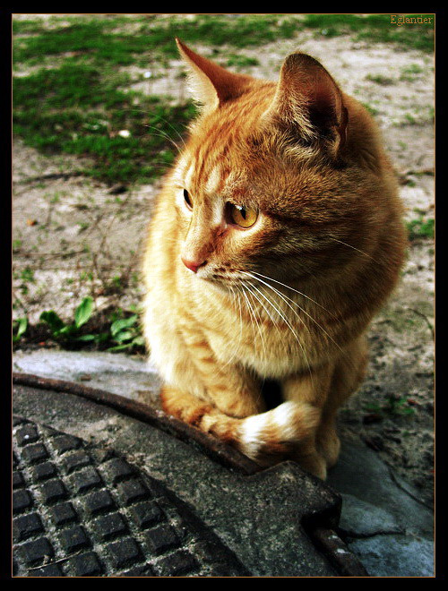Коты прекрасны. 