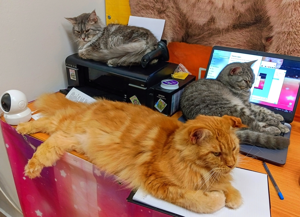 Работы нет. коты