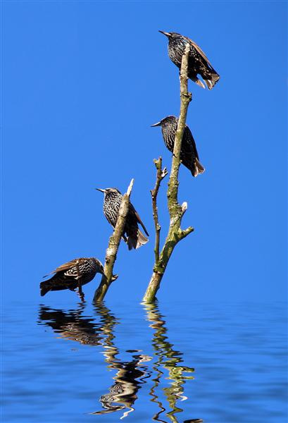 birds birds,blue,flood