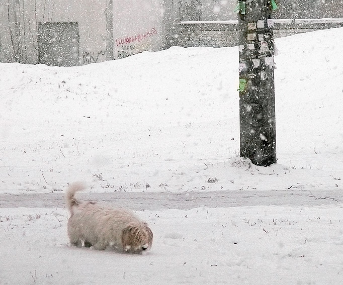 Let It Snow 