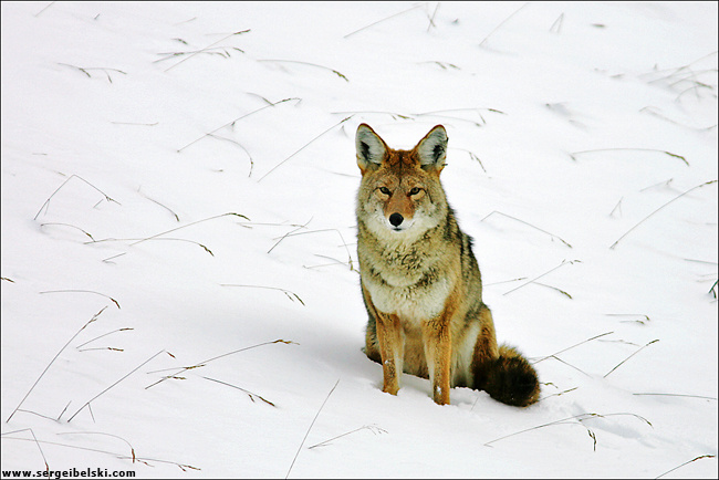 coyote 2 coyote animal snow winter