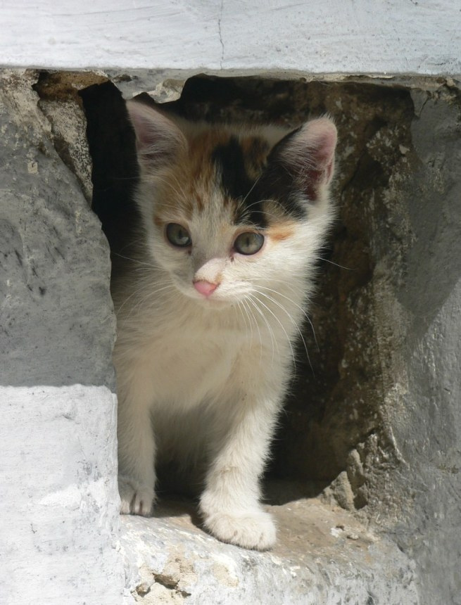 Одним глазком котенок
