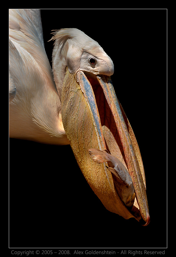 Опять рыба на завтрак... Розовый пеликан Pelecanus onocrotalus рыба завтрак