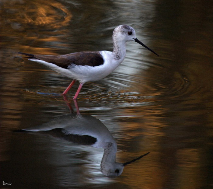 ХОДУЛОЧНИК BLACK-WINGED STILT Himantopus himantopus Вечер ходулочник