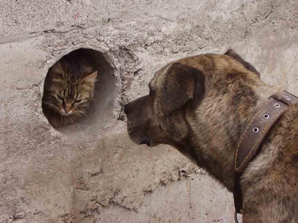 Встреча встреча собака кошка