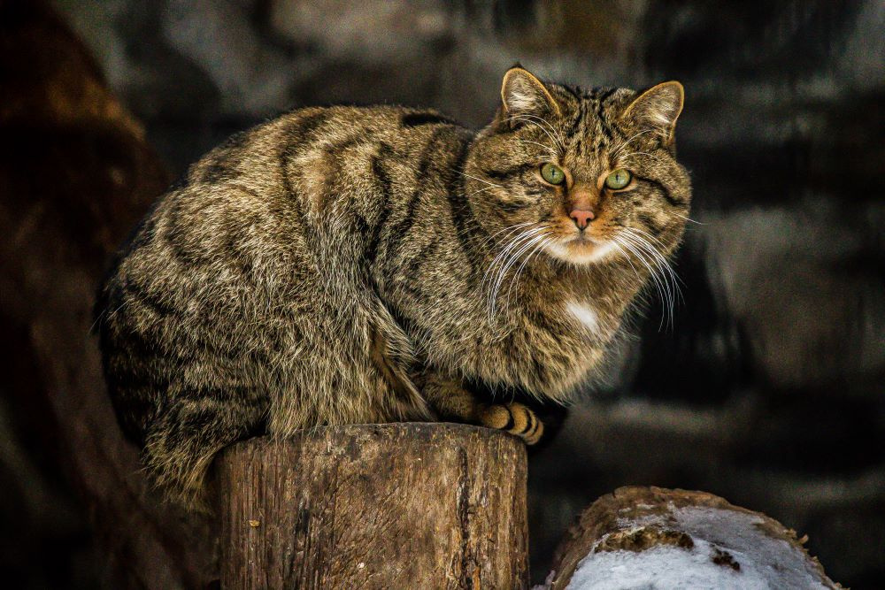 ***лесной кот 