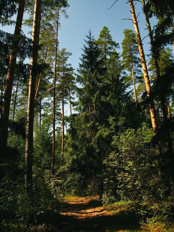 Лесными дорогами лес, солнце, дорога