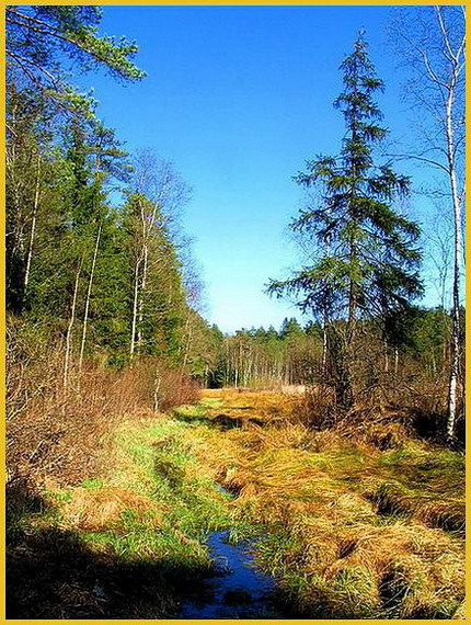 The Spring Morning World morning spring sun forest