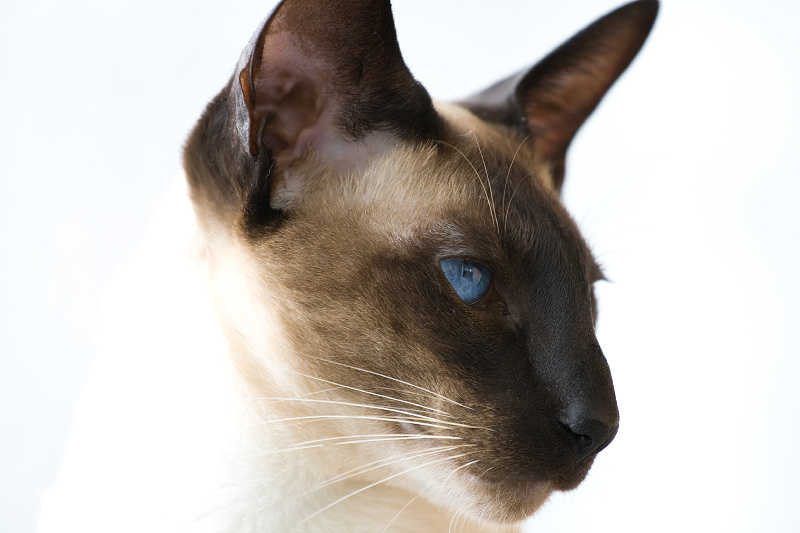 Мой кот сиамский кот