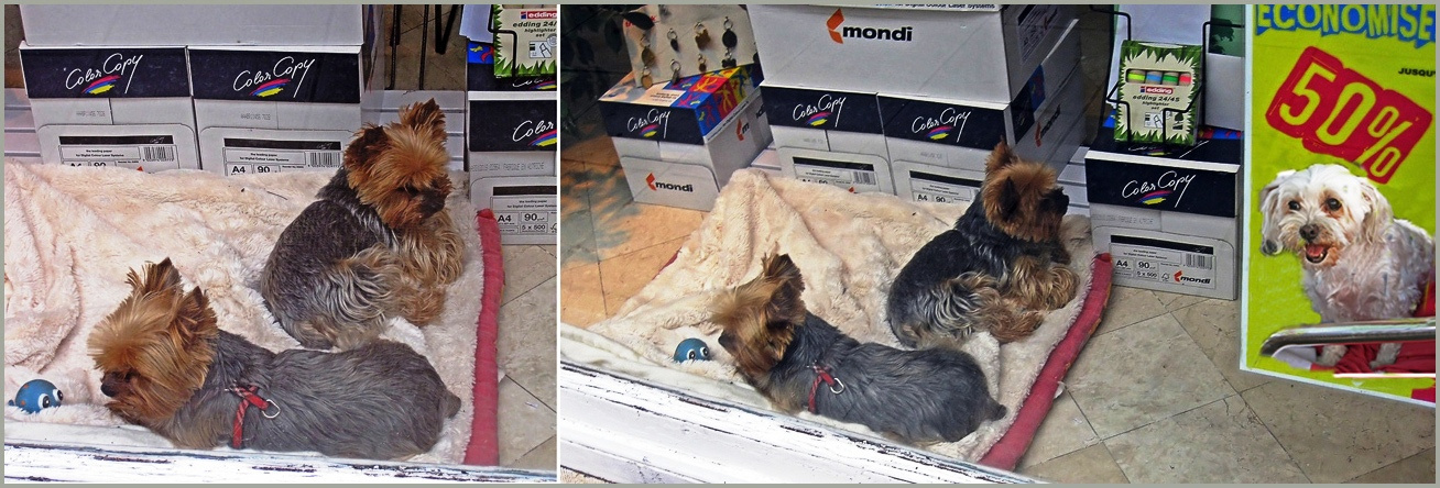 Смотри, распродажа... Мы следующие? фотомагазин собачки в витрине Лазурный берег Ницца Франция