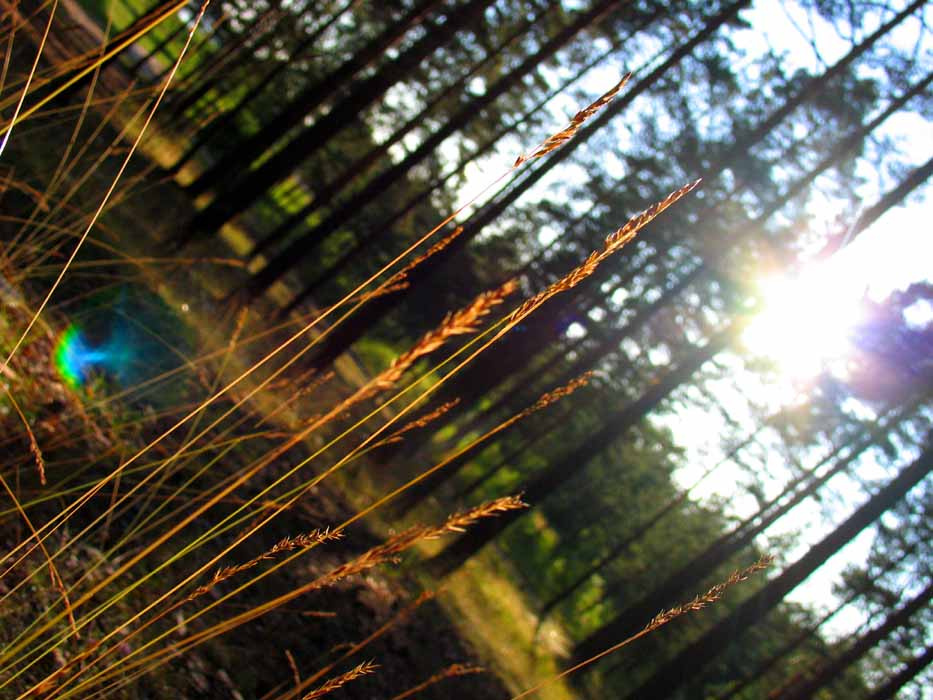 Forrest Sun 
