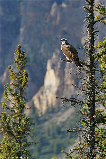 osprey osprey fish hawk bird
