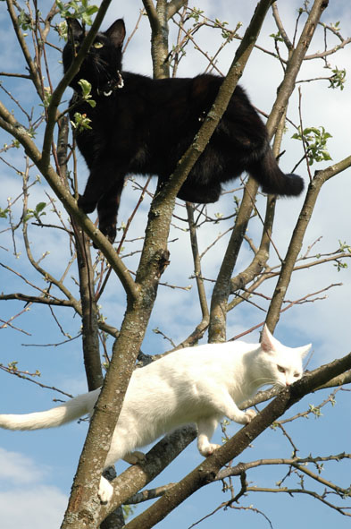кошачье счастье кошка белый черный кот дерево