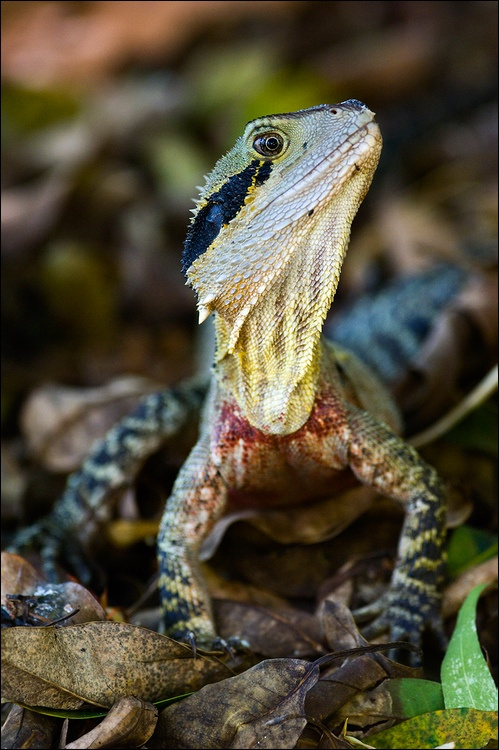 Австралийская водяная агама. Австралийская водяная агама, Physignathus lesueurii,  Eastern Water Dragon