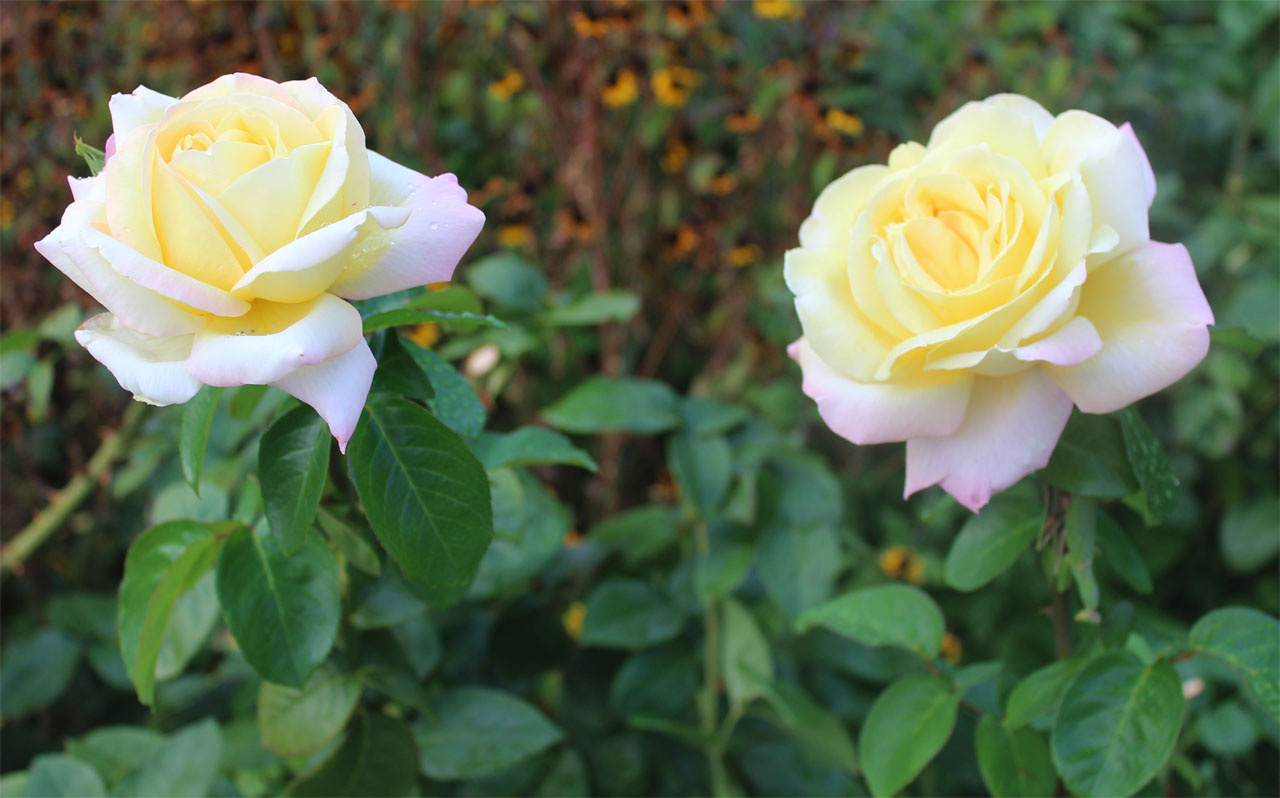 Rosa 'Gloria Dei' 