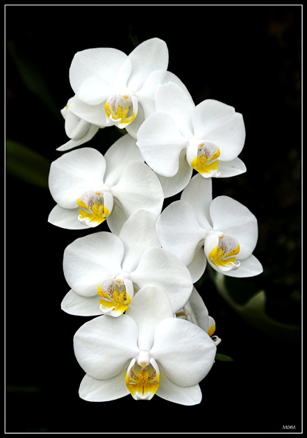 Orchid phalaenopsis orchids
