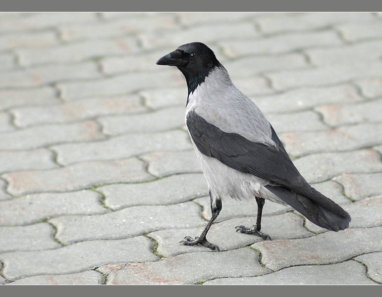 Спортсменка, комсомолка и просто красавица! серая ворона Corvus cornix