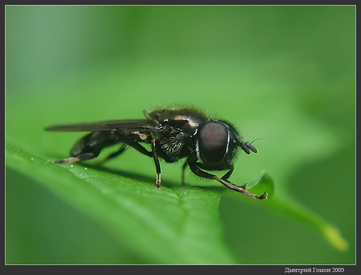~American Fly~ 