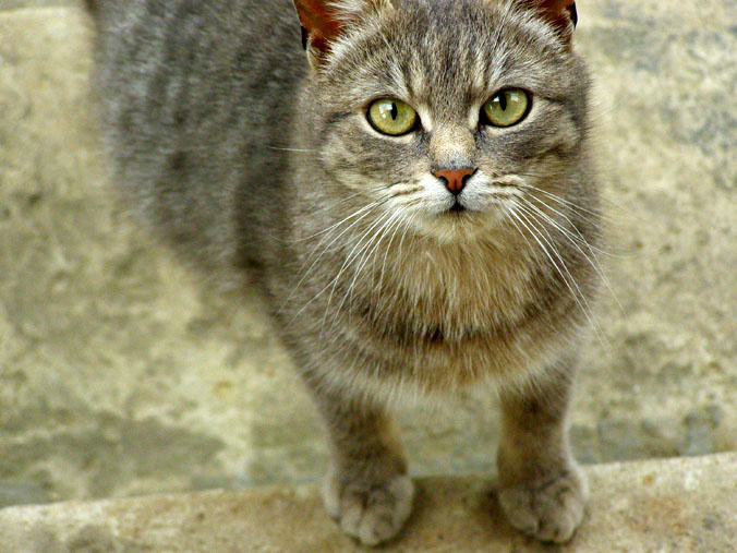 Мяу? кошка