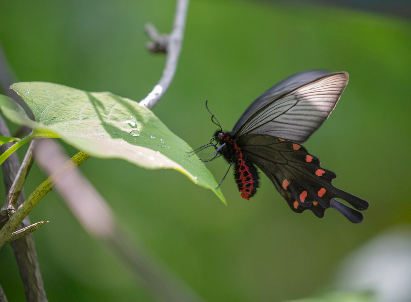 Краснокнижная Алкиной Atrophaneura alcinous Владивосток май