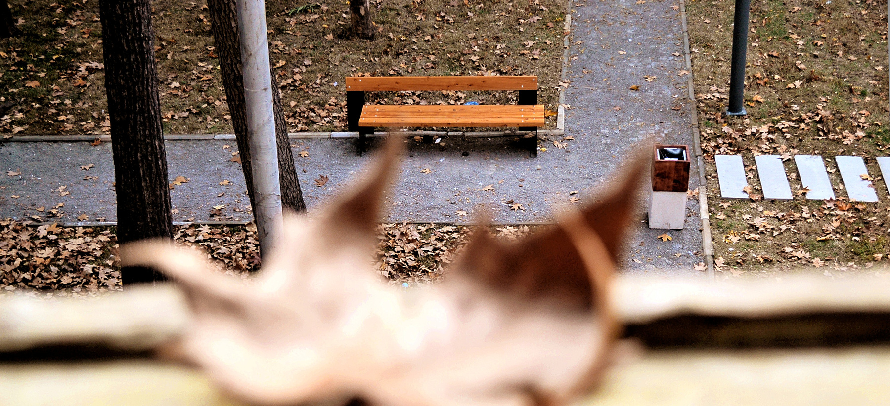 Autumn from Window  