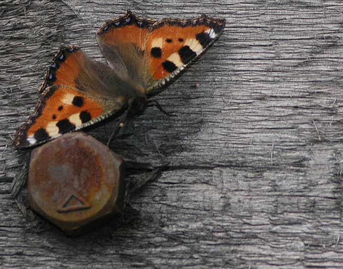 Butterfly 
