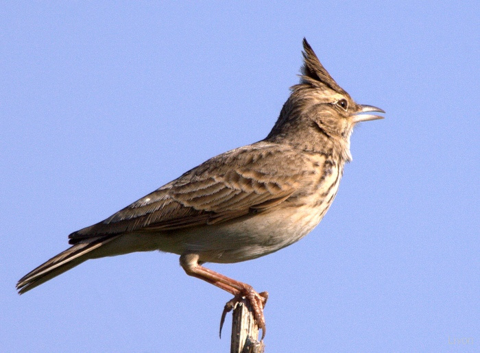Хохлатый жаворонок.GALERIDA CRISTATA.CRESTED LARK ХОХЛАТЫЙ ЖАВОРОНОК