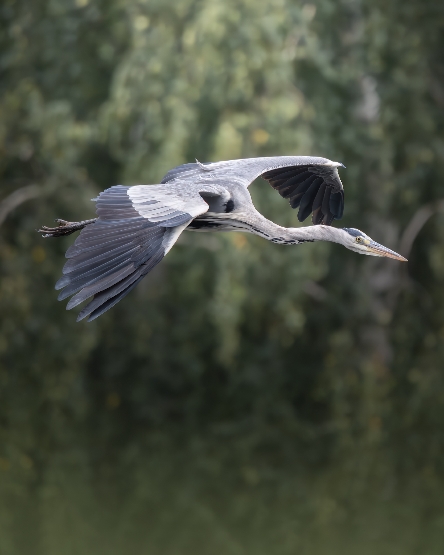 Серая цапля (Ardea cinerea) 