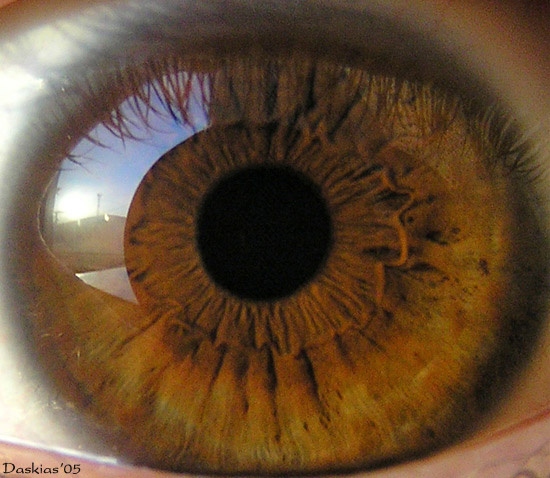 We see you! (c) paparazzi глаз