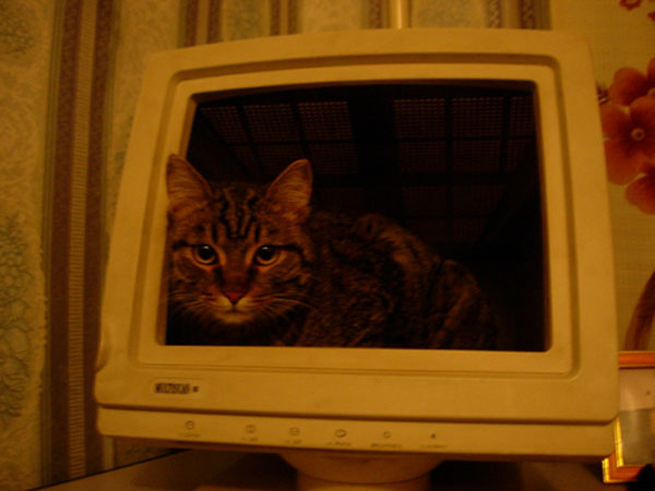 Кот в мониторе Кот, монитор, зверь, животное, приколы