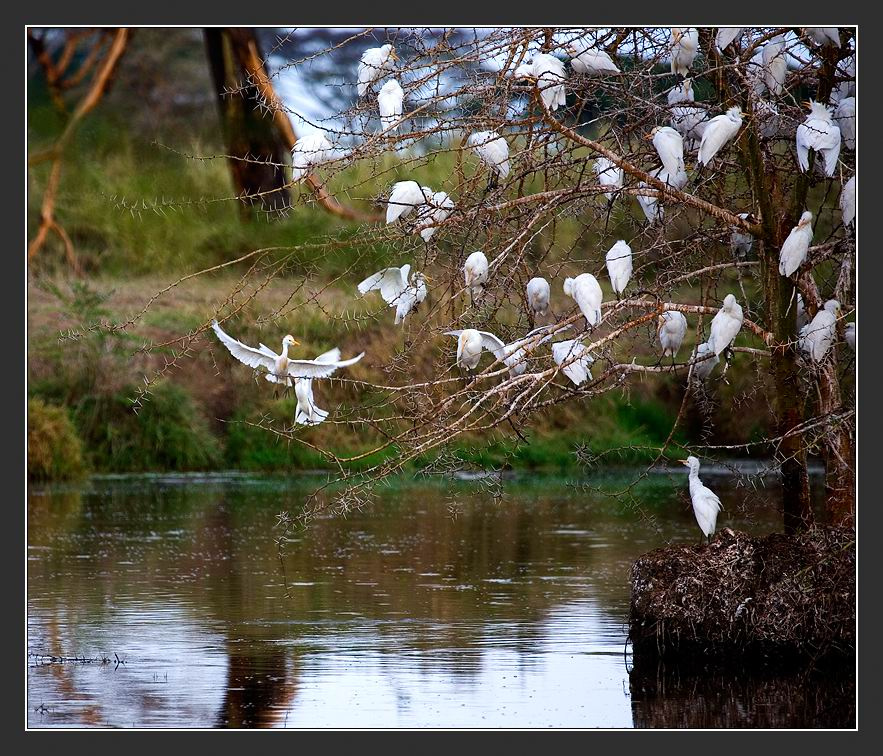Тусовка Африка Танзания Egrets
