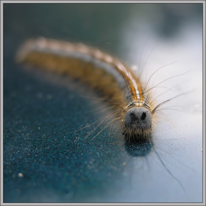 caterpillar caterpillar гусеница