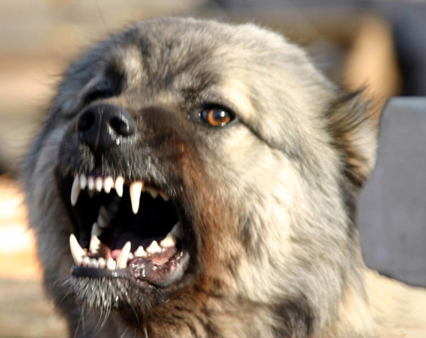 Злость собака злость, dog