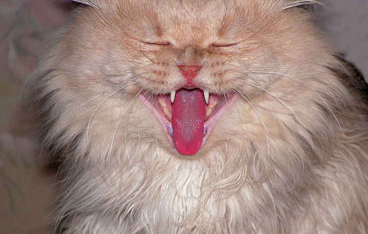 Ой....какой анекдот смешной...:) Ой....какой анекдот смешной...:) Пупсик, Баксик, котик