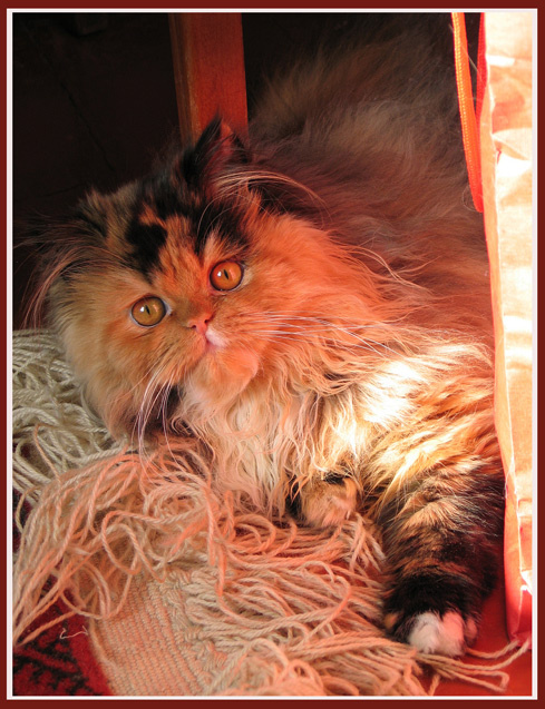 Вот такая у меня кошка... кошка