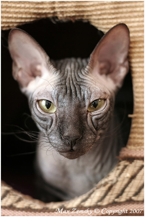 Such a Beauty... ***