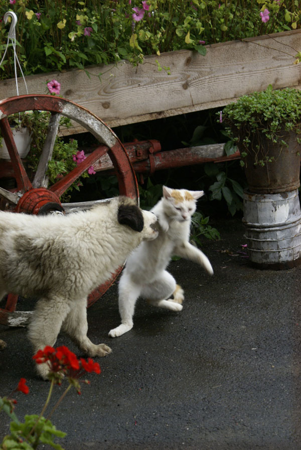 Разрешите Вас укусить... кот