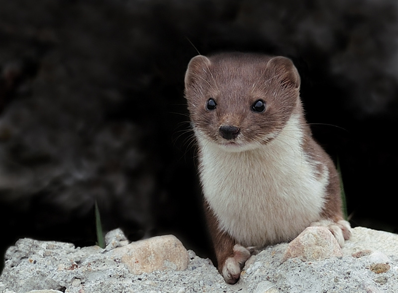 Ласковый март Ласка обыкновенная (Mustela nivalis)