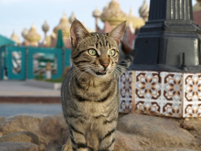 Egypt cat кот