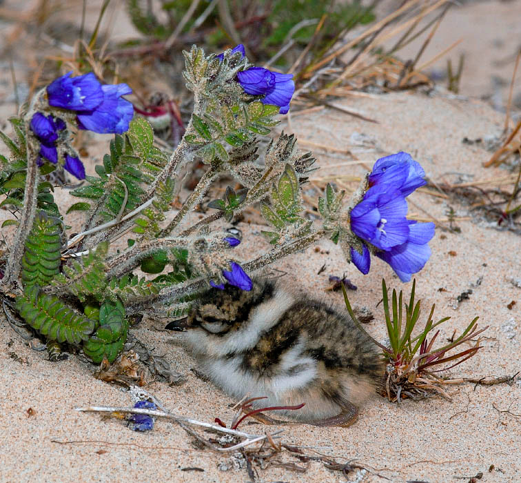 Спрятался Галстучник, Charadrius hiaticula, Ringed Plover, Tobseda, Barents Sea, Arctic