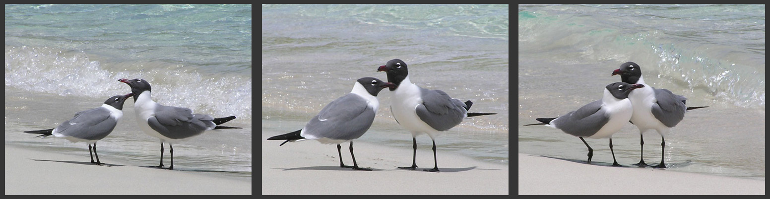 love story чайки, любовь, море, пляж, чувства