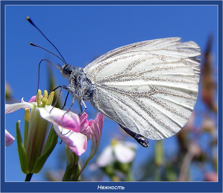 Нежность бабочка белянка Pieridae брюквенница Pieris napi лето цветок