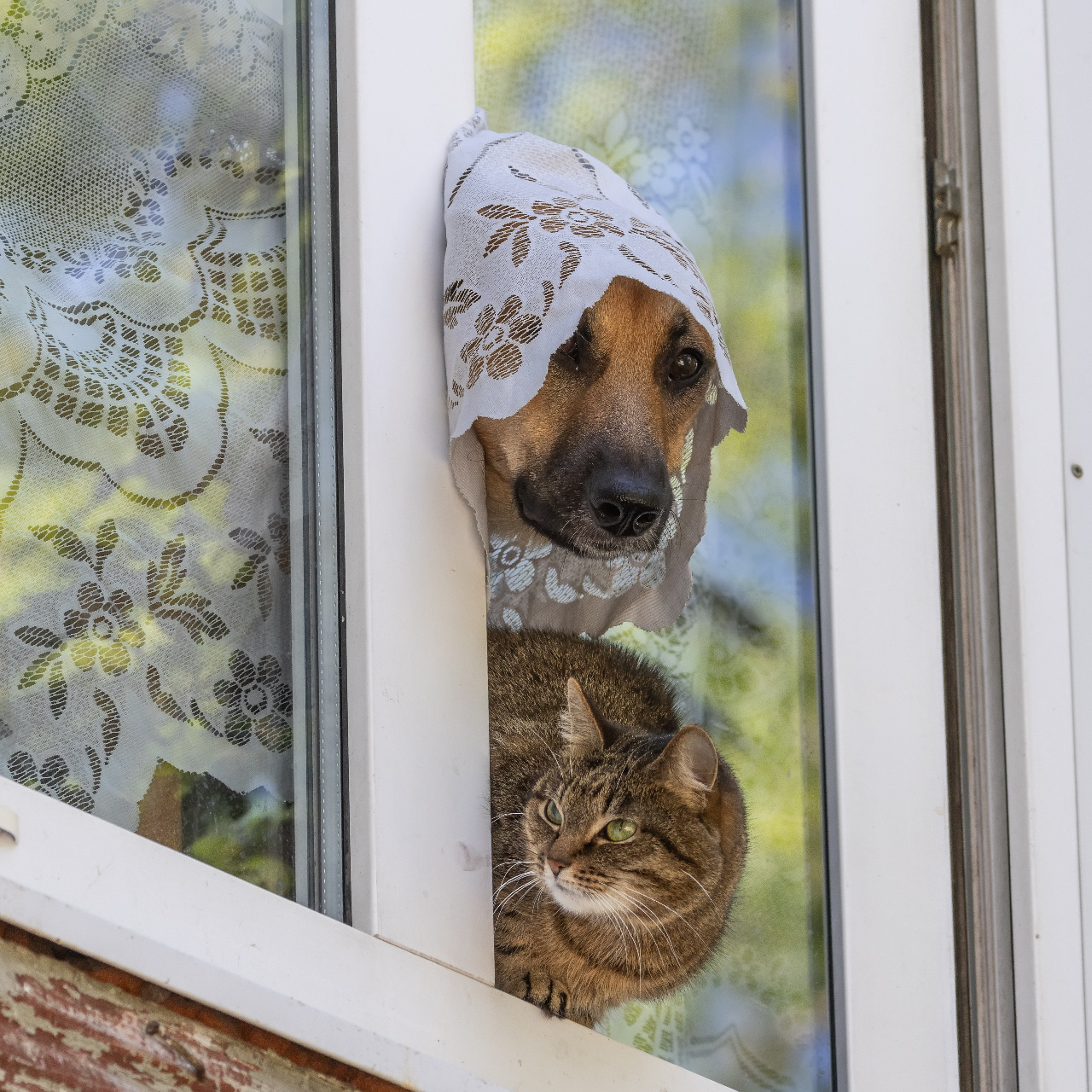 Дуэнья с подопечной. кошка собака кружева