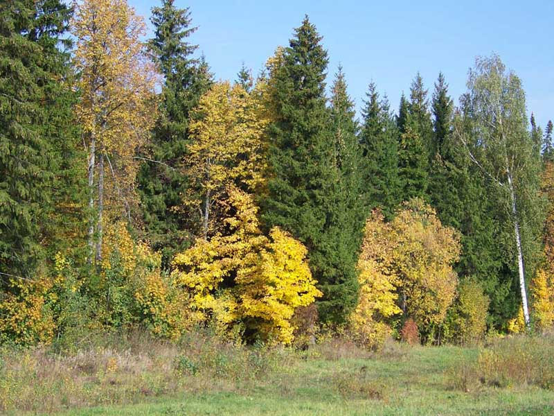 Ну вот и пришла...осень осень лес