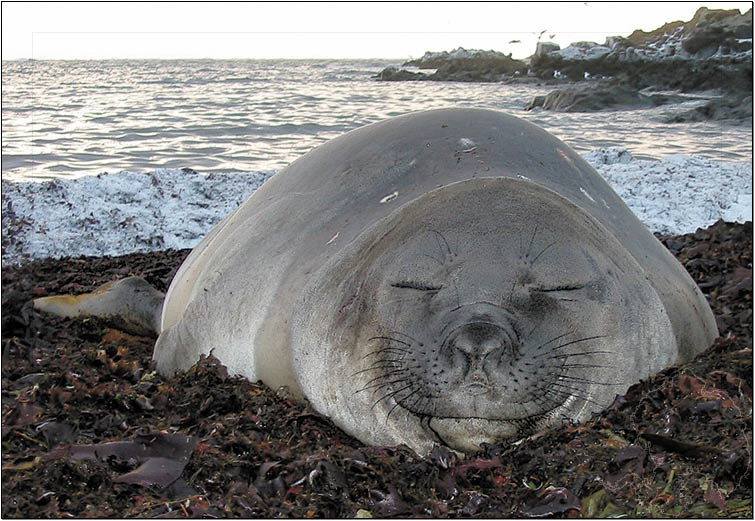 О вкусной и здоровой пище. Слон в капусте 