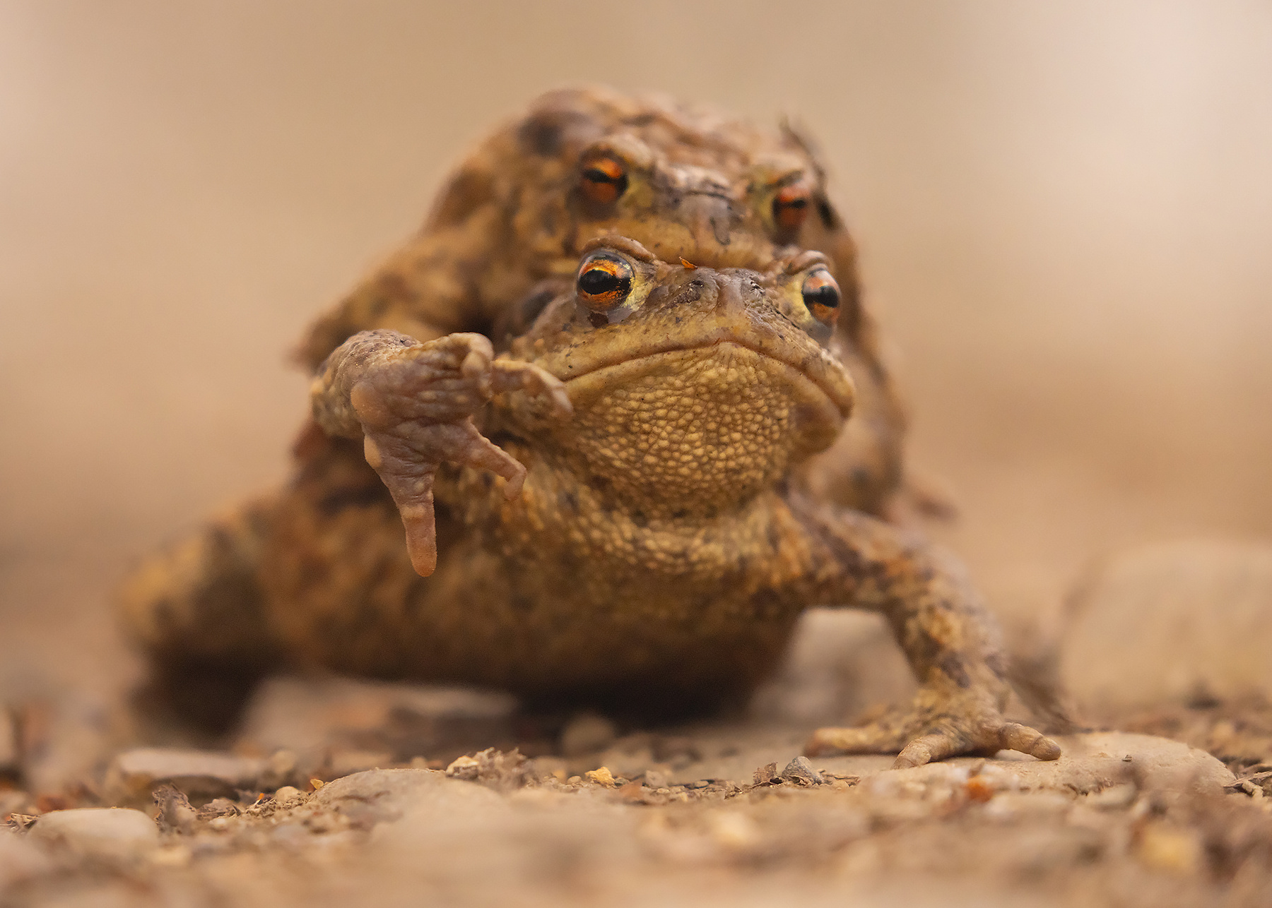 Frog 